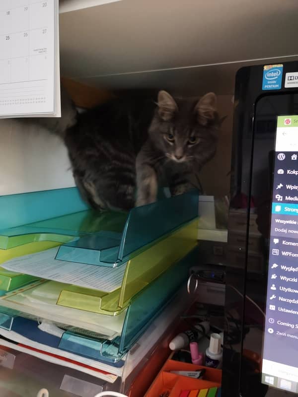 Cat on the letter drawer